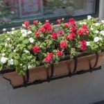 Container gardening hanging basket surrey langley