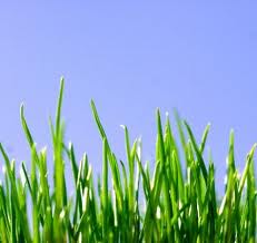 Surrey Langley lawn care tips
