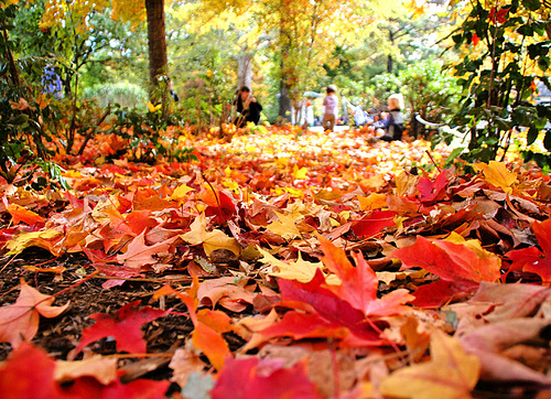 Fall Cleanup