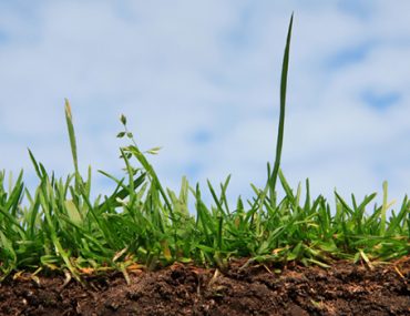 Spring Lawn Care