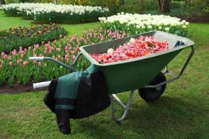 Wheelbarrow full of flower petals from a full day of gardening.