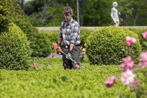 Landscape gardener with trimmer in hand working on trimming a hedge.