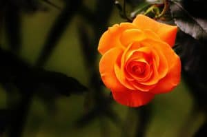 Beautiful orange rose in a client's front yard.